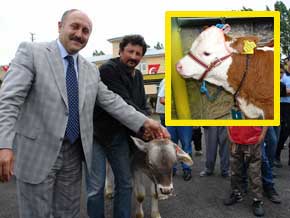 En güzel buzağı, Bayburt buzağısı…