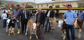 Hayvancılık şehri olan Bayburt’ta, buzağısını alan soluğu pazar alanında aldı...