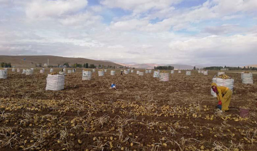 Bayburt Ta Patates Hasadi 1