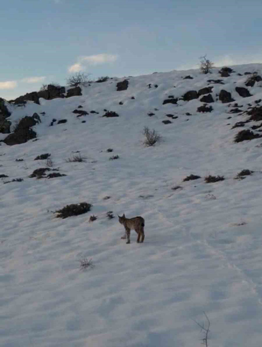 Vasak Son Bir Yada Ikinci Kez Bayburtta Goruldu1