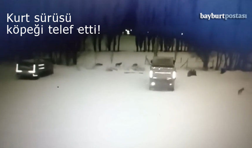 Bayburt'un Arpalı Beldesinde kurt sürüsü köpeği telef etti!