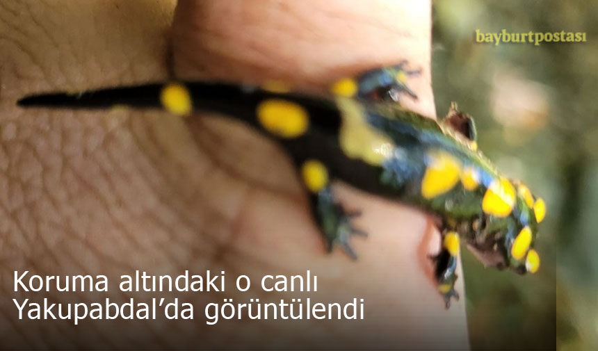 Bayburt'un Demirözü ilçesinde ’Benekli Semender’ görüntülendi