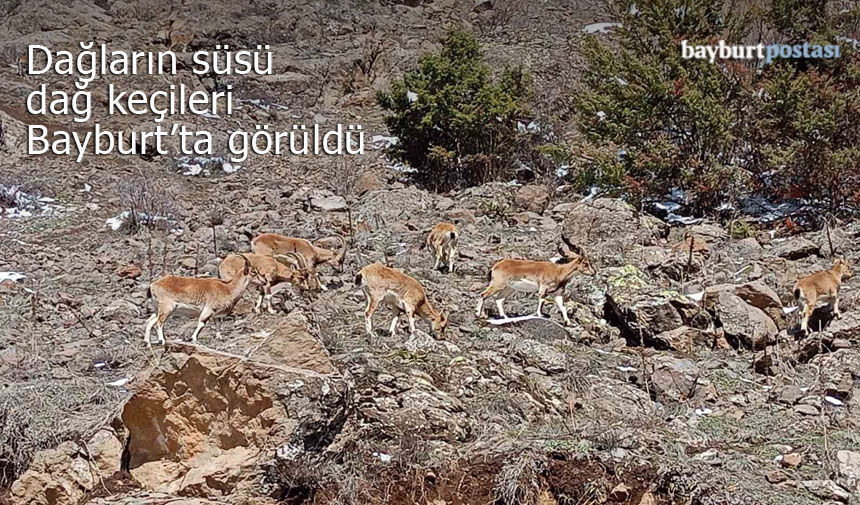 Dağ keçileri sürü halinde Bayburt’ta görüldü