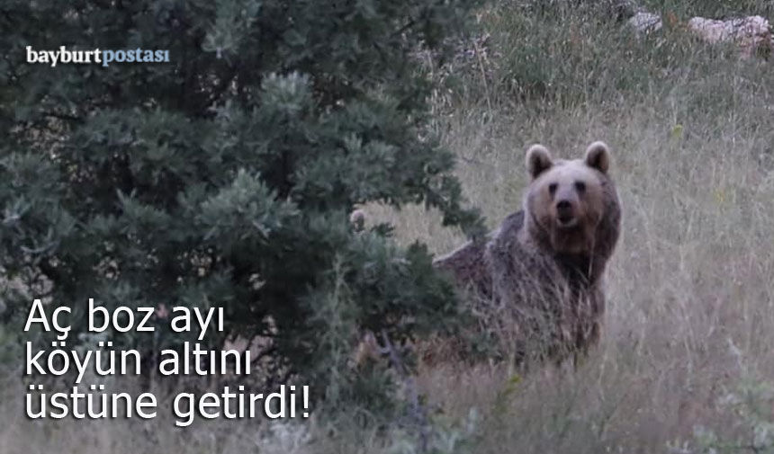 Bayburt'ta aç ayı köyün altını üstüne getirdi!