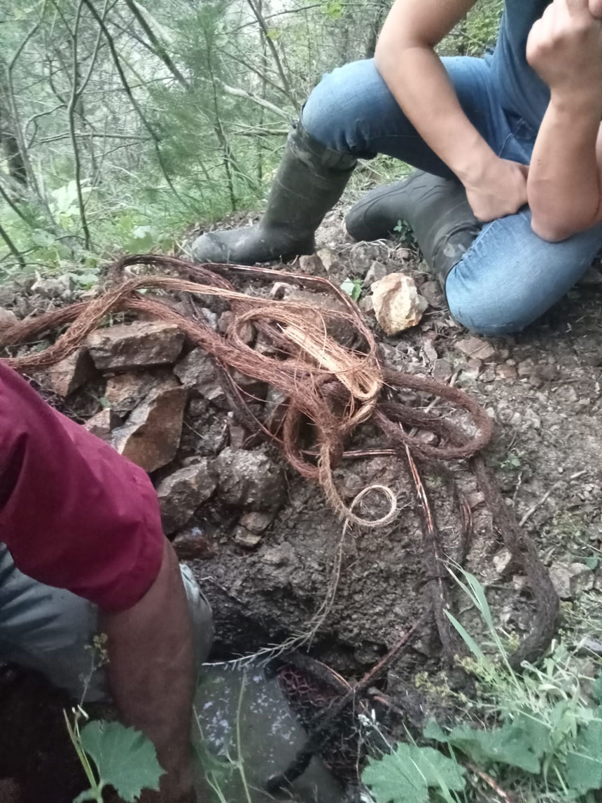 Haskoyde 13 Metrelik Tilki Kuyrugu Sebekeyi Tikadi2