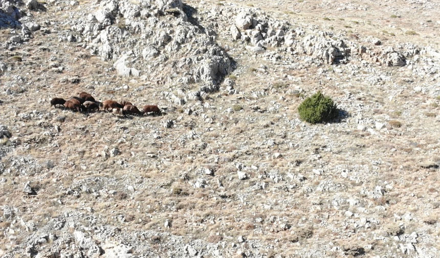 Yaylapinardaki Kayip Koyun Telasi Mutlu Sonla Bitti1