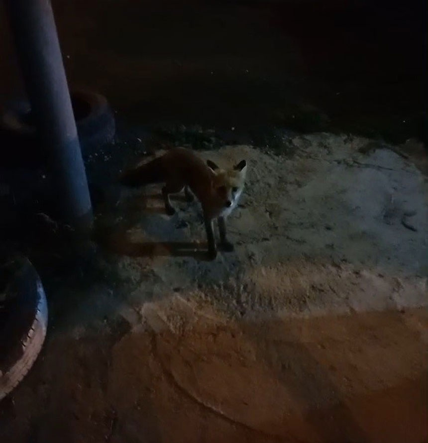 Tilki Rifki Ile Balikci Fuatin Sira Disi Dostlugu1