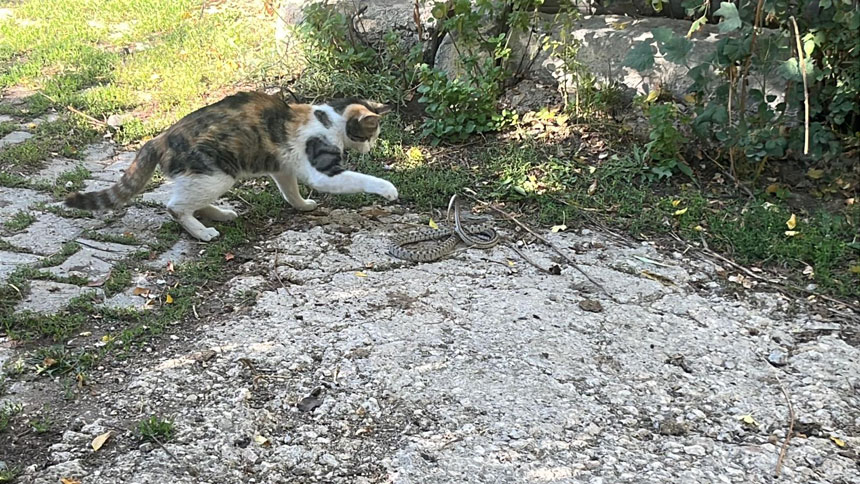Bayburt Sokaklarinda Siradisi Av Kedi Yilani Oldurup Goturdu2