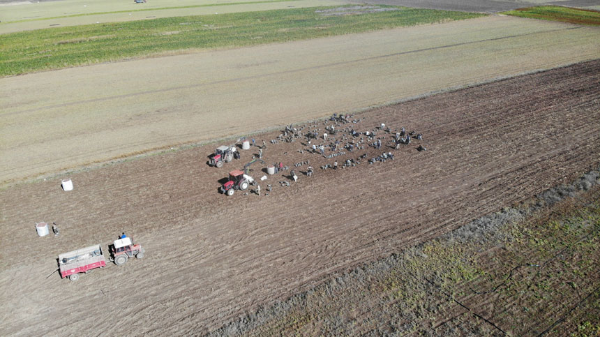 Bayburtta Patates Hasadina Iranli Isciler Yetisti Tek Sikintimiz Isci Ve Barinma1