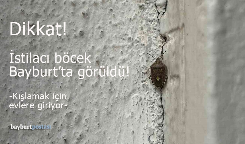 Bayburt'ta Kahverengi Kokarca Paniği!