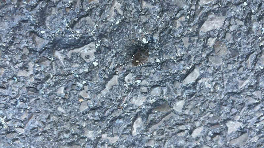 Bayburtta Kahverengi Kokarca Panigi1