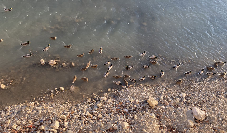 Kaleardindan Tas Kopruye Bayburtun Kis Ordekleri Bu Yil Daha Kalabalik1