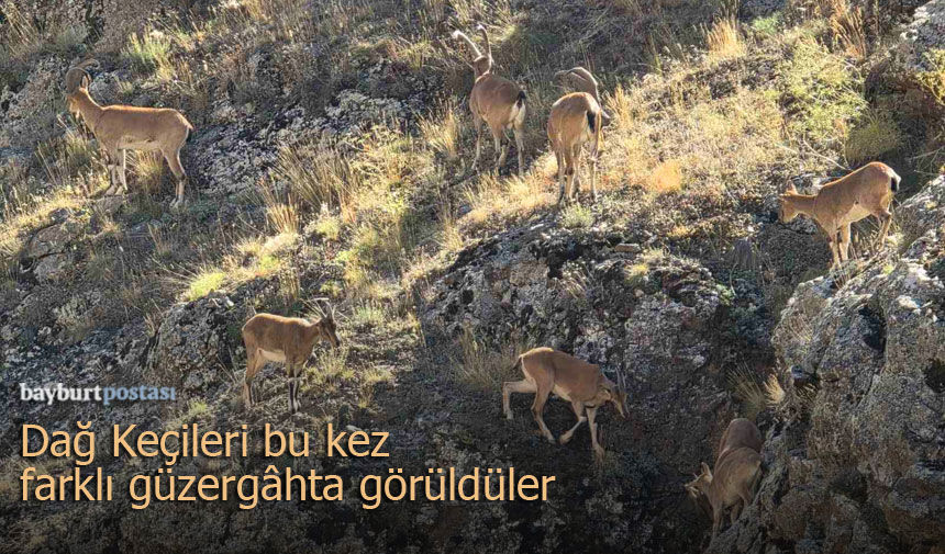 Nesli Tehlikedeki Dağ Keçileri Sürü Halinde Vauk Dağı'nda görüldü