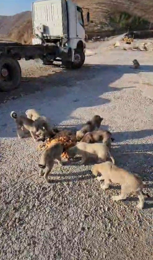 Bayburtlu Kamyon Soforu Yildiray Atanin Koca Tencereyle Tasidigi Iyilik1