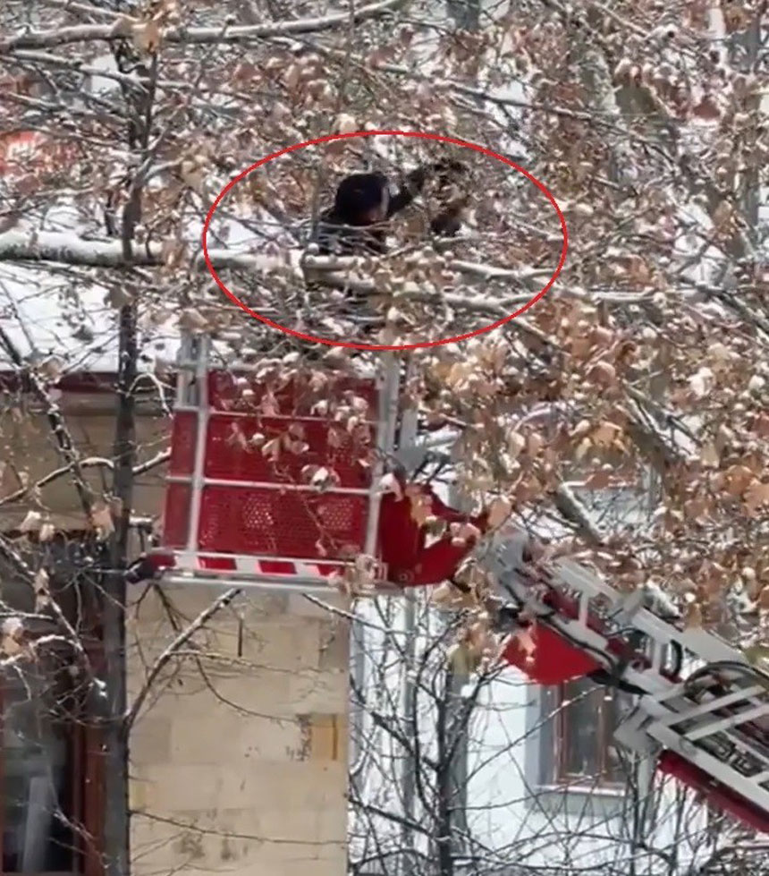 Bayburtta Agaca Sikisan Karga Itfaiye Ekiplerince Kurtarildi1