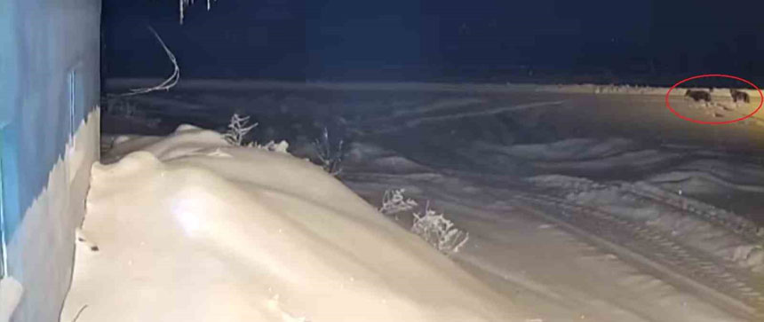 Bayburtta Ac Kalan Kurt Surusu Koye Indi O Anlar Kamerada1