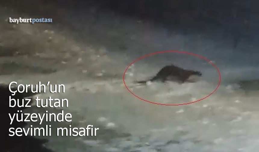 Buz Tutan Çoruh’ta Su Samuru Sürprizi
