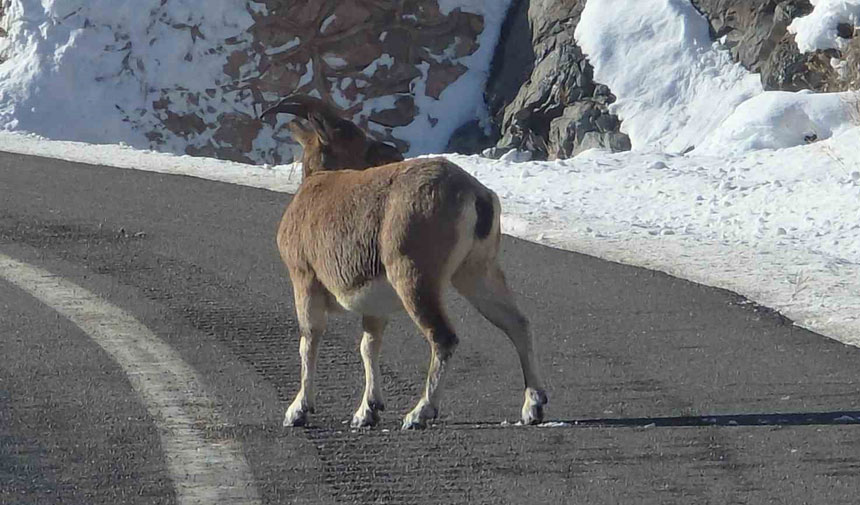 Vauk Daginda Gorsel Solen Nadir Gorulen Misafirler Yol Kenarina Indi1