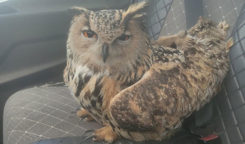 Bayburtta Sira Disi Olay Yarali Sanilan Puhu Kusu Kuduz Cikti1