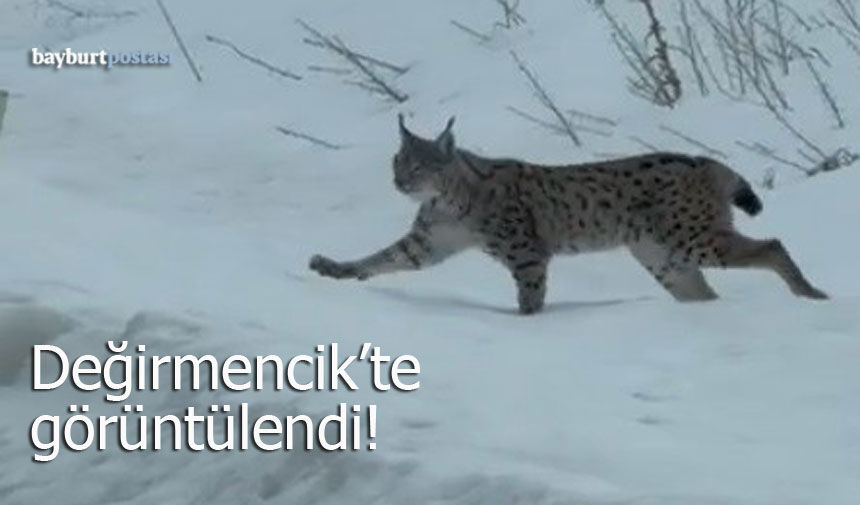 Değirmencik köyünde nesli tehlike altındaki Vaşak görüntülendi!