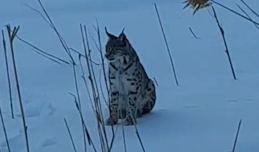 Ac Kalan Vasak Sirakayalara Indi O Anlar Fotograflandi1