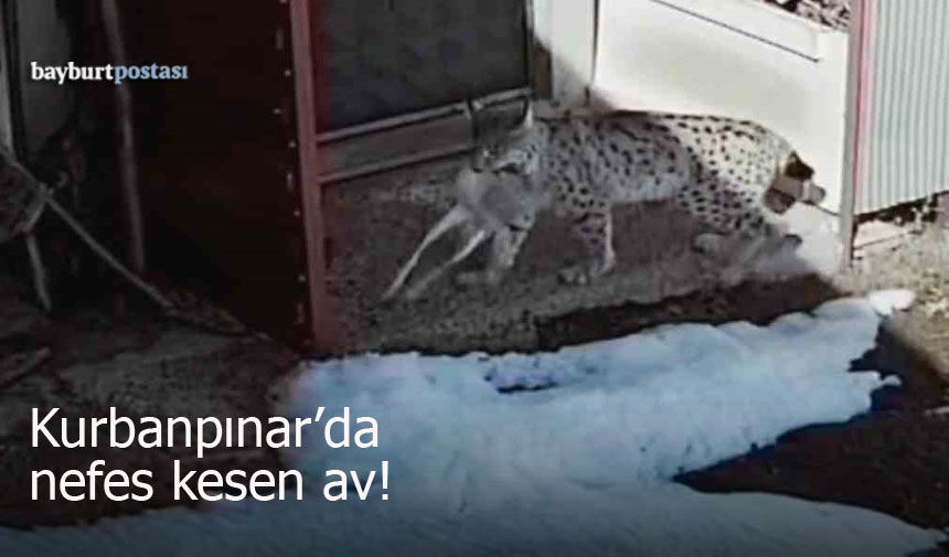 Kurbanpınar'da Nefes Kesen Av: Vaşak Tavşanı Böyle Yakaladı