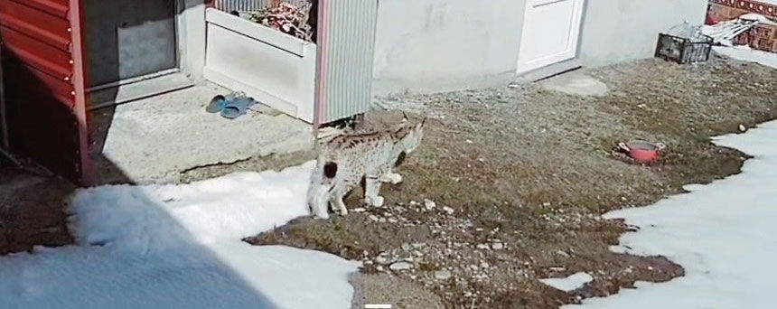 Kurbanpinarda Nefes Kesen Av Vasak Tavsani Boyle Yakaladi1