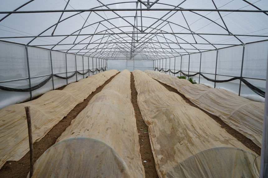 76 Yasindaki Ismail Oksuzun Ata Tohumu Nobeti Serada Uc Kademeli Onlem2