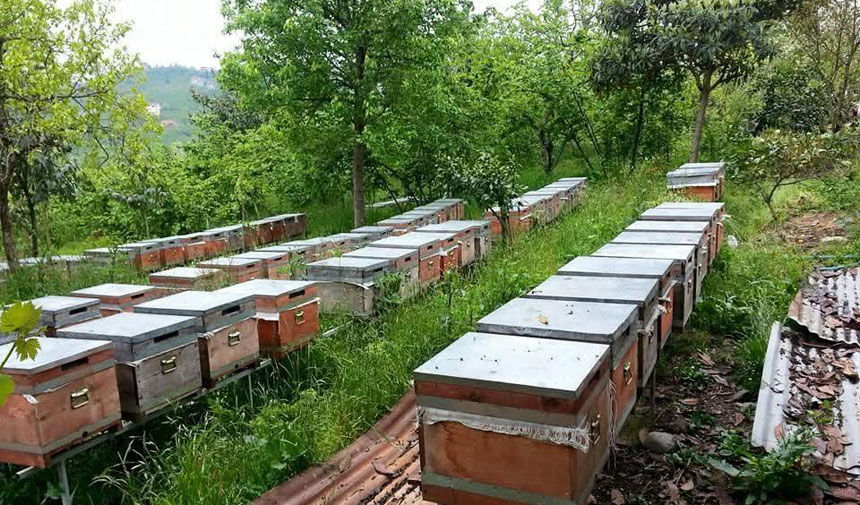 Bayburtta Aricilarin Ayi Kabusu Elektrikli Teli Kazarak Asti1