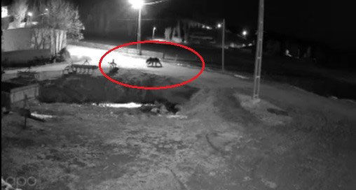 Bayburtta Ayilarin Yiyecek Arayisi Kameralara Yansidi1