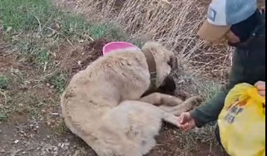 Sampiyona Yolunda Hayat Kurtaran Mudahale Yarali Kopege Sporcu Eli Uzandi2