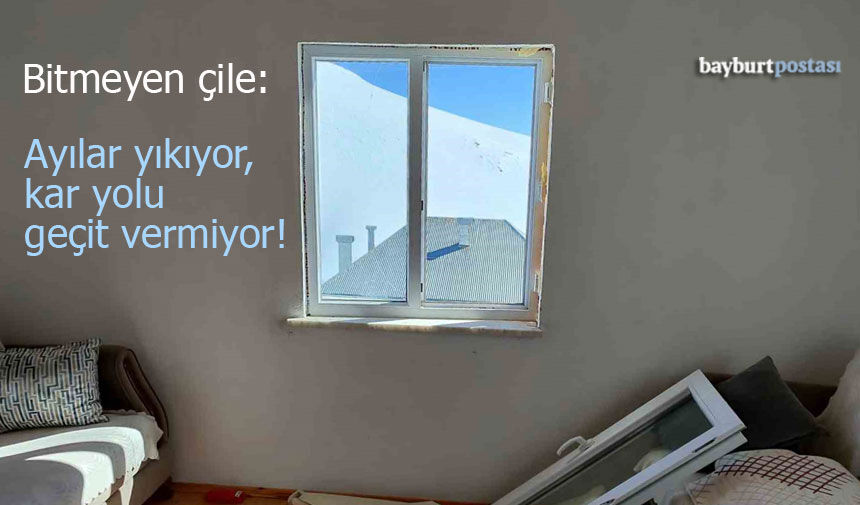 Sarıçiçek Yaylası'nda Korku Dolu Anlar: Ayılar Evlere Girdi, Köylüler Yol Bekliyor