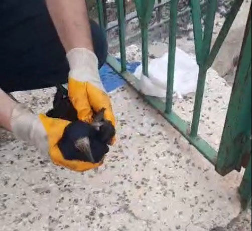Bayburtta Baba Ogul Seferberligi Posete Dolanan Karga Kurtarildi1