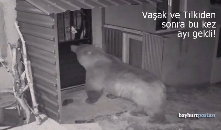 Bayburt'ta Yaban Hayatı Alarmı: Vaşak ve Tilkiden Sonra Bu Kez Ayı Geldi!