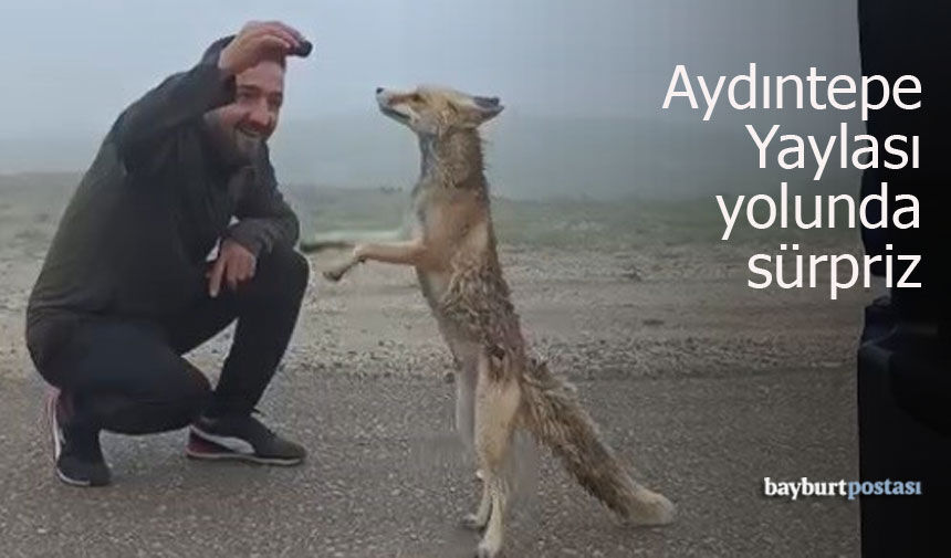 Aydıntepe Yayla Yolunda Sürpriz Misafir: Aç Tilki Kekle Beslendi
