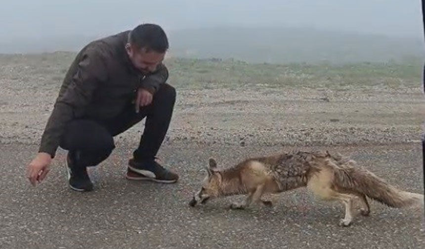 Aydintepe Yayla Yolunda Surpriz Misafir Ac Tilki Kekle Beslendi1