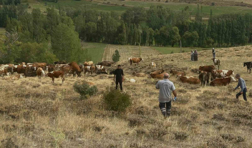 Aydıntepe’de Yonca Zehirlenmesine Karşı Önemli Uyarı