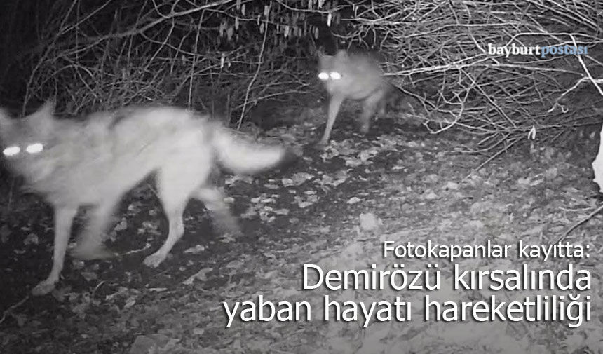 Fotokapanlar Kayıtta: Demirözü Kırsalında Yaban Hayatı Hareketliliği