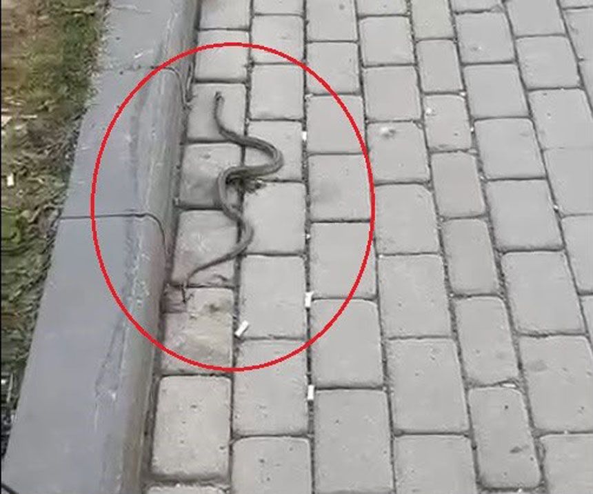 Bayburtta Yaban Hayati Sehir Merkezine Indi Tilki Ve Yilan Kameralara Yansidi1
