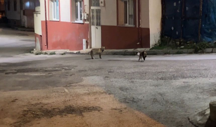 Tavuklara Dananan Tilki Yemegini Kaptigi Kediden Nasibini Aldi2