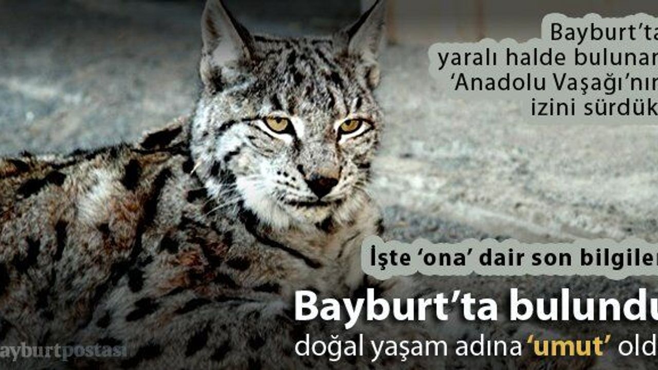 Bayburt'ta bulunan Anadolu Vaşağı, 'umut' oldu
