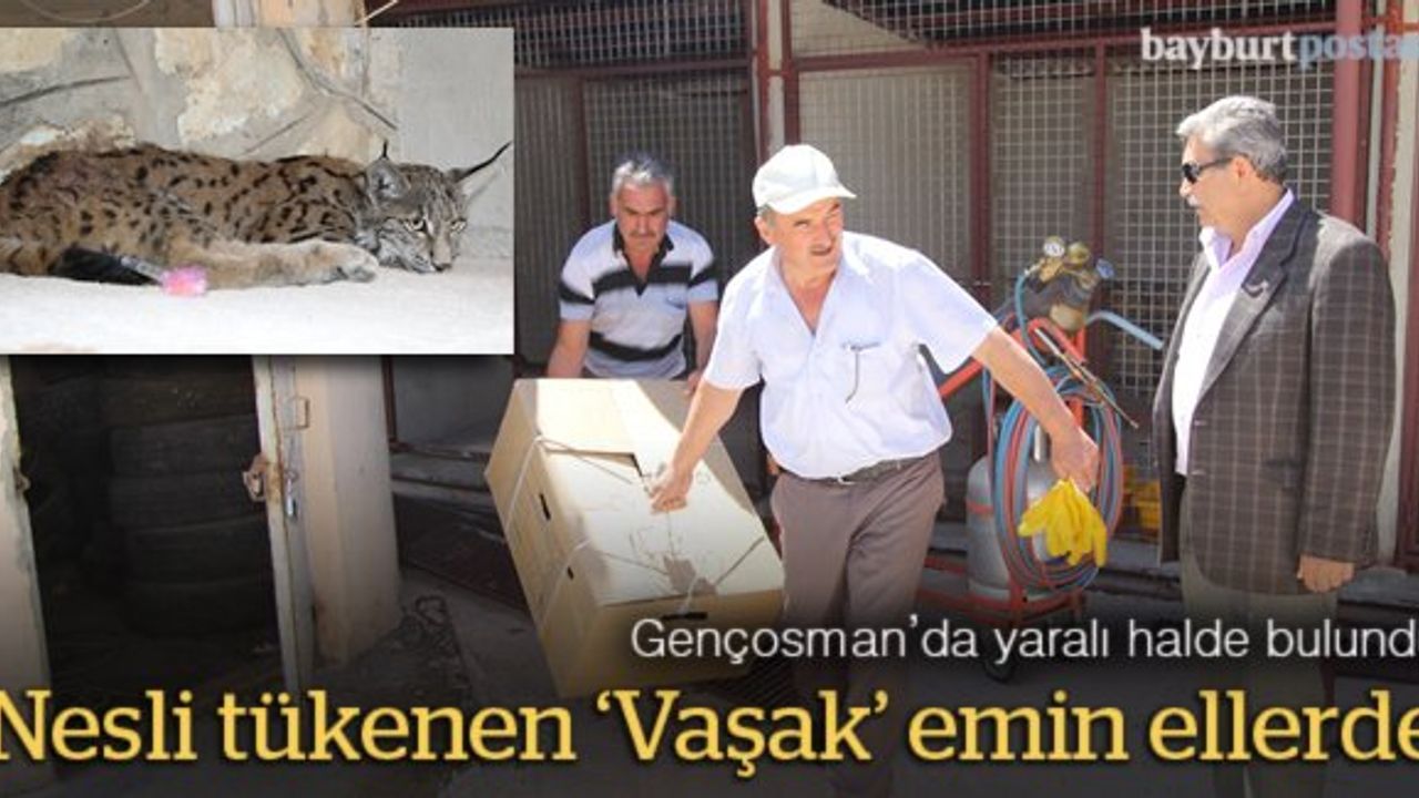 Yaralı 'Vaşak' tedavi için Erzurum'a gönderildi