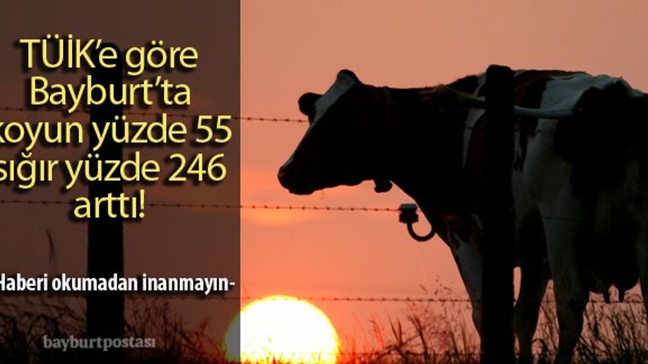 Bayburt'un 2015 yılı hayvancılık verileri açıklandı