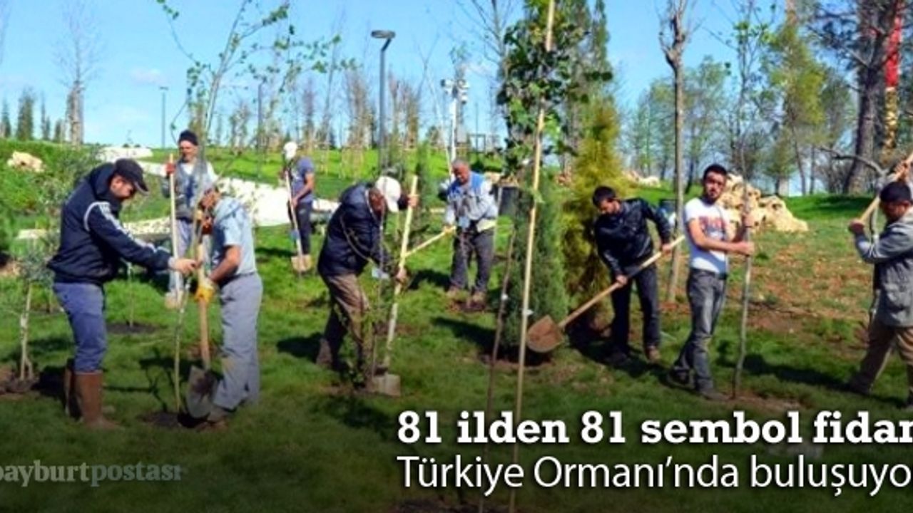 81 ilden sembol fidan Türkiye Ormanı’nda buluşuyor