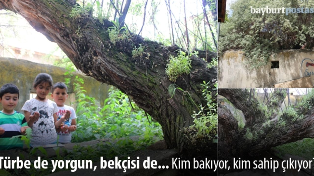 Sultan Fahriye ve ebedi bekçisi İğde Ağacı