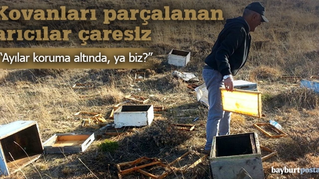 Hanzar'da ayı saldırısı!