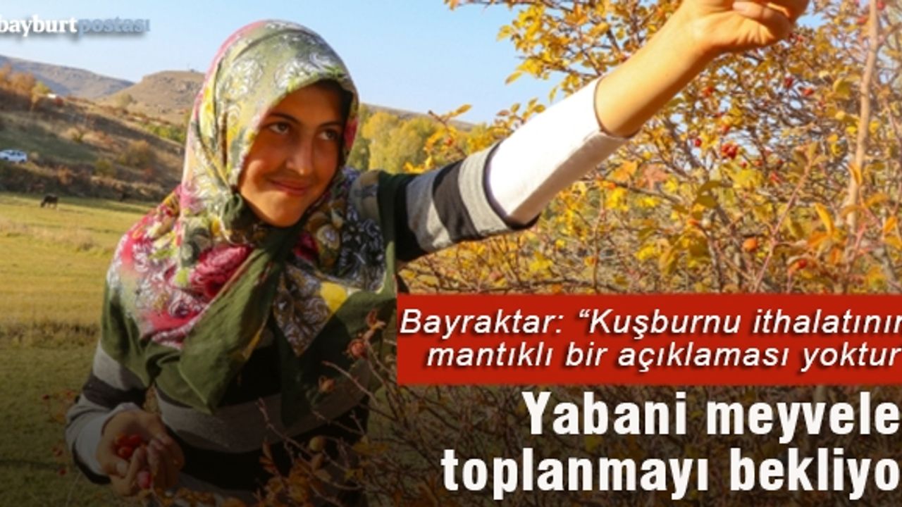 Anadolu’nun yabani meyveleri toplanmayı bekliyor