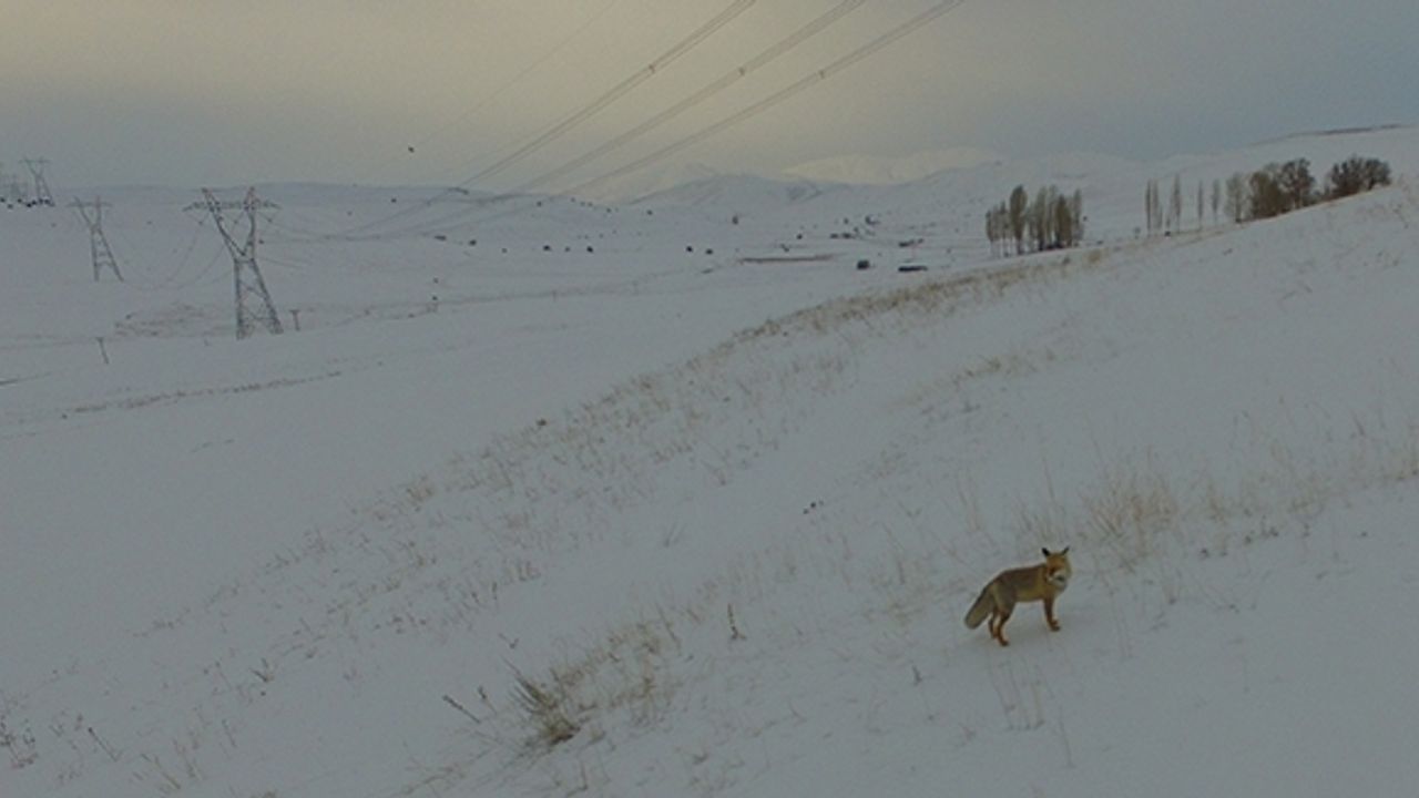 Karda yiyecek arayan tilki drone ile görüntülendi