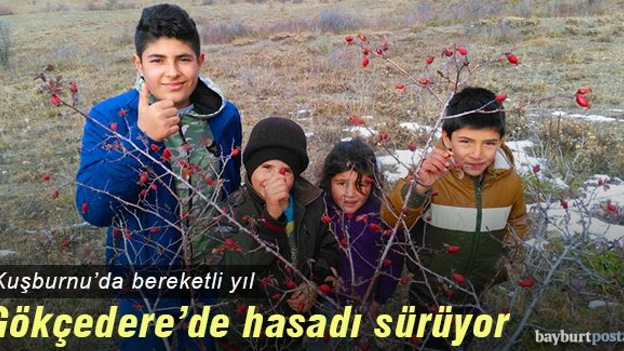 Gökçedere'de kuşburnu hasadı sürüyor