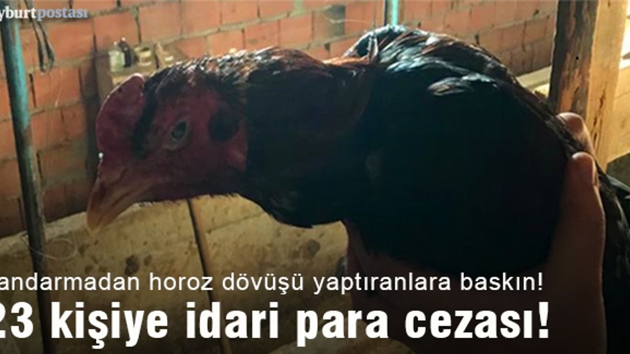 Horoz dövüştüren 23 kişiye idari para cezası!